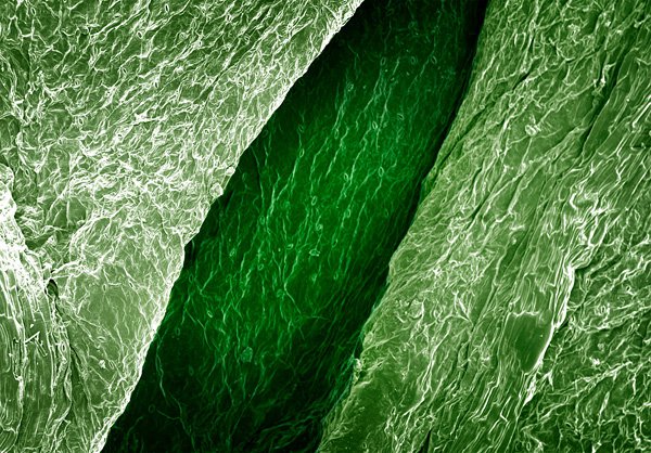 alpert_terra_cibus_no_3_celery_leaf