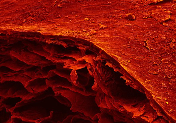 alpert_terra_cibus_no_9_sun_dried_tomato_1-