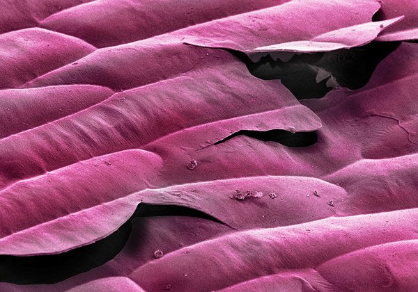alpert_terra_cibus_no_23_onion