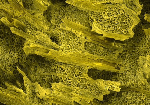 alpert_terra_cibus_no_14_banana_stem
