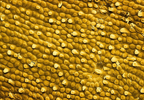 alpert_terra_cibus_no_13_banana_skin