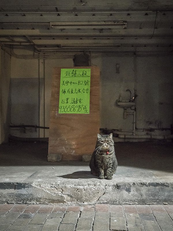 marcel heijnen摄影作品：香港的「铺头猫」